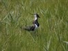 Lapwing