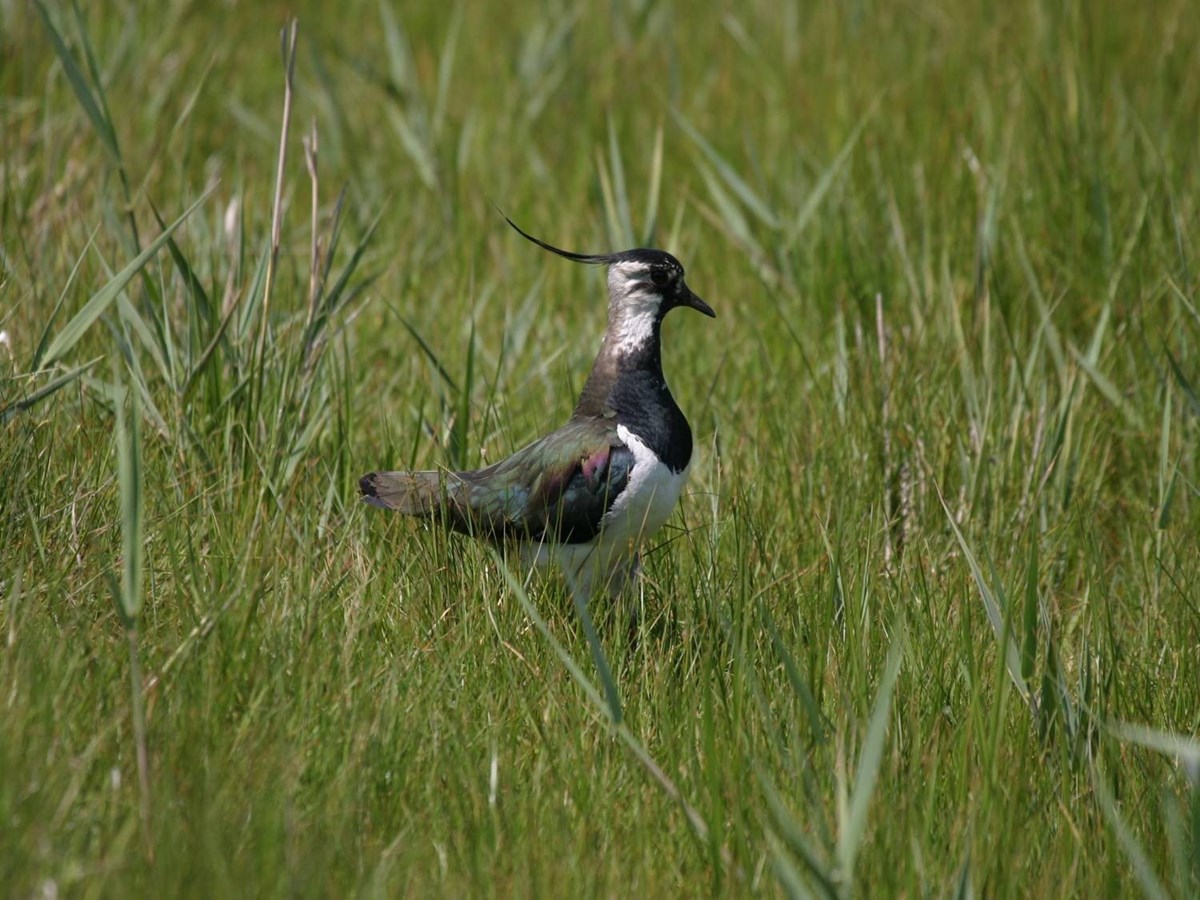 Lapwing