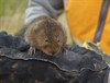 Water vole
