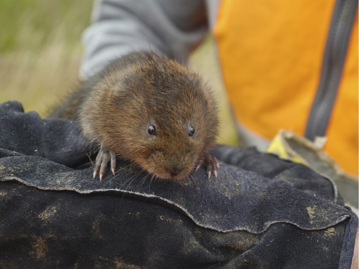 Water vole