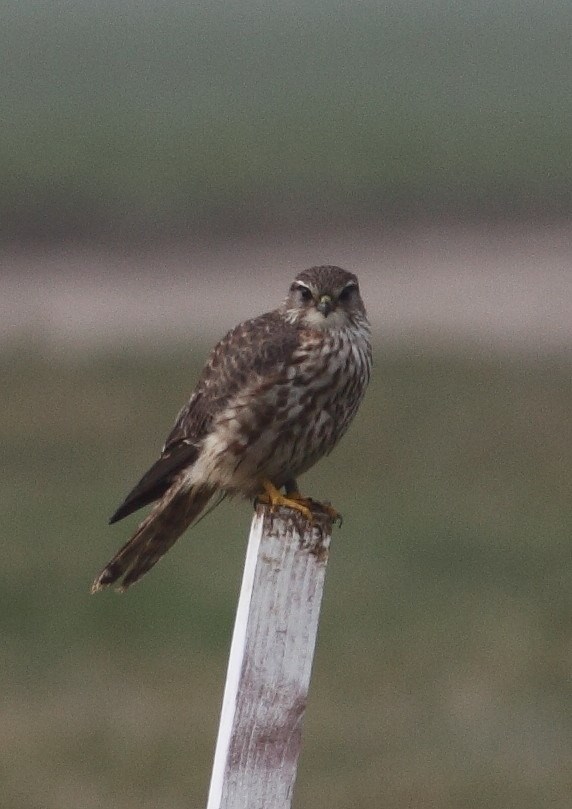 Merlin