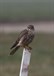 Merlin