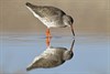 Redshank