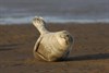 Seal