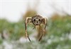 Short-eared owl