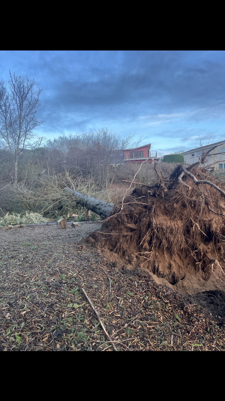 The tree at Broughty Ferry that the HST crashed into. RAIB.